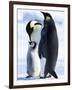 Emperor Penguins (Aptenodytes Forsteri) and Chick, Snow Hill Island, Weddell Sea, Antarctica-Thorsten Milse-Framed Photographic Print