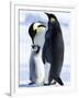 Emperor Penguins (Aptenodytes Forsteri) and Chick, Snow Hill Island, Weddell Sea, Antarctica-Thorsten Milse-Framed Photographic Print