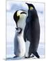 Emperor Penguins (Aptenodytes Forsteri) and Chick, Snow Hill Island, Weddell Sea, Antarctica-Thorsten Milse-Mounted Photographic Print