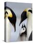 Emperor Penguins (Aptenodytes Forsteri) and Chick, Snow Hill Island, Weddell Sea, Antarctica-Thorsten Milse-Stretched Canvas