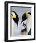 Emperor Penguins (Aptenodytes Forsteri) and Chick, Snow Hill Island, Weddell Sea, Antarctica-Thorsten Milse-Framed Photographic Print