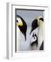 Emperor Penguins (Aptenodytes Forsteri) and Chick, Snow Hill Island, Weddell Sea, Antarctica-Thorsten Milse-Framed Photographic Print