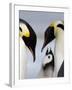 Emperor Penguins (Aptenodytes Forsteri) and Chick, Snow Hill Island, Weddell Sea, Antarctica-Thorsten Milse-Framed Photographic Print