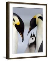 Emperor Penguins (Aptenodytes Forsteri) and Chick, Snow Hill Island, Weddell Sea, Antarctica-Thorsten Milse-Framed Photographic Print