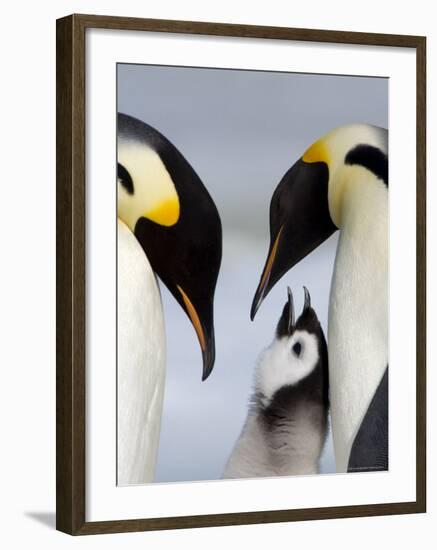 Emperor Penguins (Aptenodytes Forsteri) and Chick, Snow Hill Island, Weddell Sea, Antarctica-Thorsten Milse-Framed Photographic Print