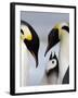 Emperor Penguins (Aptenodytes Forsteri) and Chick, Snow Hill Island, Weddell Sea, Antarctica-Thorsten Milse-Framed Photographic Print