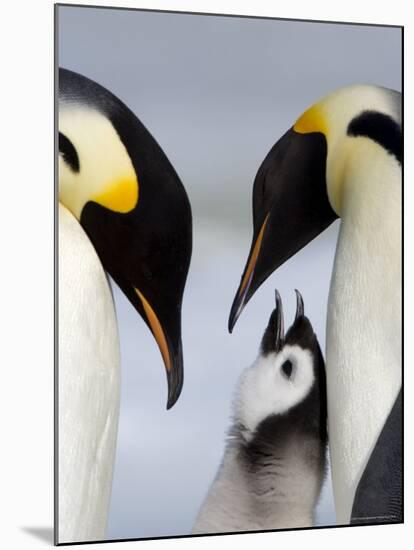 Emperor Penguins (Aptenodytes Forsteri) and Chick, Snow Hill Island, Weddell Sea, Antarctica-Thorsten Milse-Mounted Photographic Print