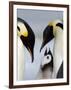 Emperor Penguins (Aptenodytes Forsteri) and Chick, Snow Hill Island, Weddell Sea, Antarctica-Thorsten Milse-Framed Photographic Print