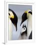 Emperor Penguins (Aptenodytes Forsteri) and Chick, Snow Hill Island, Weddell Sea, Antarctica-Thorsten Milse-Framed Photographic Print