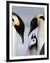 Emperor Penguins (Aptenodytes Forsteri) and Chick, Snow Hill Island, Weddell Sea, Antarctica-Thorsten Milse-Framed Photographic Print