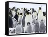 Emperor Penguins (Aptenodytes Forsteri) and Chicks, Snow Hill Island, Weddell Sea, Antarctica-Thorsten Milse-Framed Stretched Canvas