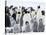 Emperor Penguins (Aptenodytes Forsteri) and Chicks, Snow Hill Island, Weddell Sea, Antarctica-Thorsten Milse-Stretched Canvas