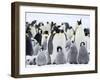 Emperor Penguins (Aptenodytes Forsteri) and Chicks, Snow Hill Island, Weddell Sea, Antarctica-Thorsten Milse-Framed Photographic Print