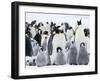 Emperor Penguins (Aptenodytes Forsteri) and Chicks, Snow Hill Island, Weddell Sea, Antarctica-Thorsten Milse-Framed Photographic Print