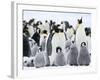 Emperor Penguins (Aptenodytes Forsteri) and Chicks, Snow Hill Island, Weddell Sea, Antarctica-Thorsten Milse-Framed Photographic Print