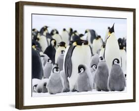 Emperor Penguins (Aptenodytes Forsteri) and Chicks, Snow Hill Island, Weddell Sea, Antarctica-Thorsten Milse-Framed Photographic Print