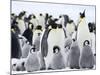 Emperor Penguins (Aptenodytes Forsteri) and Chicks, Snow Hill Island, Weddell Sea, Antarctica-Thorsten Milse-Mounted Photographic Print
