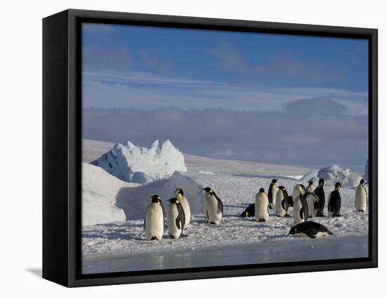 Emperor Penguins (Aptenodytes Forsteri), Snow Hill Island, Weddell Sea, Antarctica, Polar Regions-Thorsten Milse-Framed Stretched Canvas