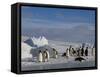 Emperor Penguins (Aptenodytes Forsteri), Snow Hill Island, Weddell Sea, Antarctica, Polar Regions-Thorsten Milse-Framed Stretched Canvas