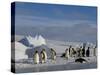 Emperor Penguins (Aptenodytes Forsteri), Snow Hill Island, Weddell Sea, Antarctica, Polar Regions-Thorsten Milse-Stretched Canvas