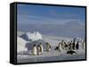 Emperor Penguins (Aptenodytes Forsteri), Snow Hill Island, Weddell Sea, Antarctica, Polar Regions-Thorsten Milse-Framed Stretched Canvas