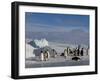 Emperor Penguins (Aptenodytes Forsteri), Snow Hill Island, Weddell Sea, Antarctica, Polar Regions-Thorsten Milse-Framed Photographic Print