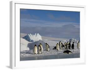 Emperor Penguins (Aptenodytes Forsteri), Snow Hill Island, Weddell Sea, Antarctica, Polar Regions-Thorsten Milse-Framed Photographic Print