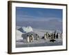 Emperor Penguins (Aptenodytes Forsteri), Snow Hill Island, Weddell Sea, Antarctica, Polar Regions-Thorsten Milse-Framed Photographic Print