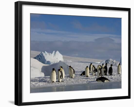 Emperor Penguins (Aptenodytes Forsteri), Snow Hill Island, Weddell Sea, Antarctica, Polar Regions-Thorsten Milse-Framed Photographic Print