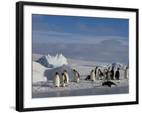 Emperor Penguins (Aptenodytes Forsteri), Snow Hill Island, Weddell Sea, Antarctica, Polar Regions-Thorsten Milse-Framed Photographic Print