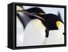 Emperor Penguins (Aptenodytes Forsteri), Snow Hill Island, Weddell Sea, Antarctica, Polar Regions-Thorsten Milse-Framed Stretched Canvas