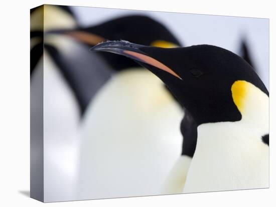 Emperor Penguins (Aptenodytes Forsteri), Snow Hill Island, Weddell Sea, Antarctica, Polar Regions-Thorsten Milse-Stretched Canvas