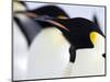 Emperor Penguins (Aptenodytes Forsteri), Snow Hill Island, Weddell Sea, Antarctica, Polar Regions-Thorsten Milse-Mounted Photographic Print