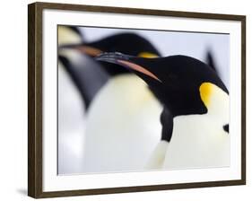 Emperor Penguins (Aptenodytes Forsteri), Snow Hill Island, Weddell Sea, Antarctica, Polar Regions-Thorsten Milse-Framed Photographic Print