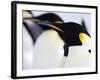 Emperor Penguins (Aptenodytes Forsteri), Snow Hill Island, Weddell Sea, Antarctica, Polar Regions-Thorsten Milse-Framed Photographic Print