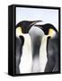 Emperor Penguins (Aptenodytes Forsteri), Snow Hill Island, Weddell Sea, Antarctica, Polar Regions-Thorsten Milse-Framed Stretched Canvas