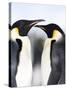 Emperor Penguins (Aptenodytes Forsteri), Snow Hill Island, Weddell Sea, Antarctica, Polar Regions-Thorsten Milse-Stretched Canvas