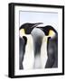 Emperor Penguins (Aptenodytes Forsteri), Snow Hill Island, Weddell Sea, Antarctica, Polar Regions-Thorsten Milse-Framed Photographic Print