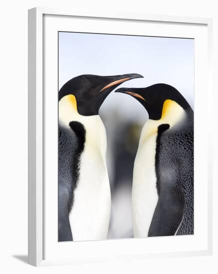 Emperor Penguins (Aptenodytes Forsteri), Snow Hill Island, Weddell Sea, Antarctica, Polar Regions-Thorsten Milse-Framed Photographic Print