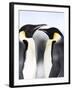 Emperor Penguins (Aptenodytes Forsteri), Snow Hill Island, Weddell Sea, Antarctica, Polar Regions-Thorsten Milse-Framed Photographic Print