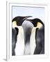 Emperor Penguins (Aptenodytes Forsteri), Snow Hill Island, Weddell Sea, Antarctica, Polar Regions-Thorsten Milse-Framed Photographic Print