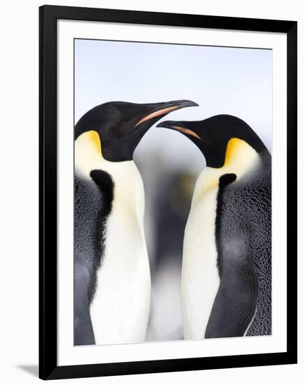 Emperor Penguins (Aptenodytes Forsteri), Snow Hill Island, Weddell Sea, Antarctica, Polar Regions-Thorsten Milse-Framed Photographic Print