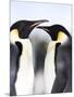 Emperor Penguins (Aptenodytes Forsteri), Snow Hill Island, Weddell Sea, Antarctica, Polar Regions-Thorsten Milse-Mounted Photographic Print