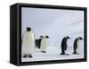 Emperor Penguins (Aptenodytes Forsteri), Snow Hill Island, Weddell Sea, Antarctica, Polar Regions-Thorsten Milse-Framed Stretched Canvas