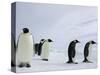 Emperor Penguins (Aptenodytes Forsteri), Snow Hill Island, Weddell Sea, Antarctica, Polar Regions-Thorsten Milse-Stretched Canvas
