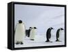 Emperor Penguins (Aptenodytes Forsteri), Snow Hill Island, Weddell Sea, Antarctica, Polar Regions-Thorsten Milse-Framed Stretched Canvas