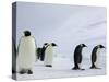 Emperor Penguins (Aptenodytes Forsteri), Snow Hill Island, Weddell Sea, Antarctica, Polar Regions-Thorsten Milse-Stretched Canvas