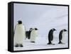 Emperor Penguins (Aptenodytes Forsteri), Snow Hill Island, Weddell Sea, Antarctica, Polar Regions-Thorsten Milse-Framed Stretched Canvas