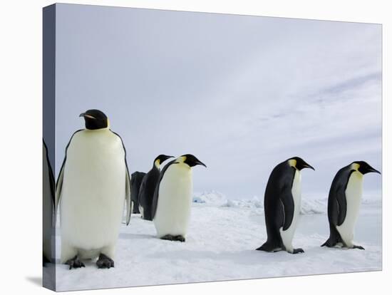 Emperor Penguins (Aptenodytes Forsteri), Snow Hill Island, Weddell Sea, Antarctica, Polar Regions-Thorsten Milse-Stretched Canvas