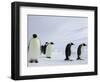 Emperor Penguins (Aptenodytes Forsteri), Snow Hill Island, Weddell Sea, Antarctica, Polar Regions-Thorsten Milse-Framed Photographic Print